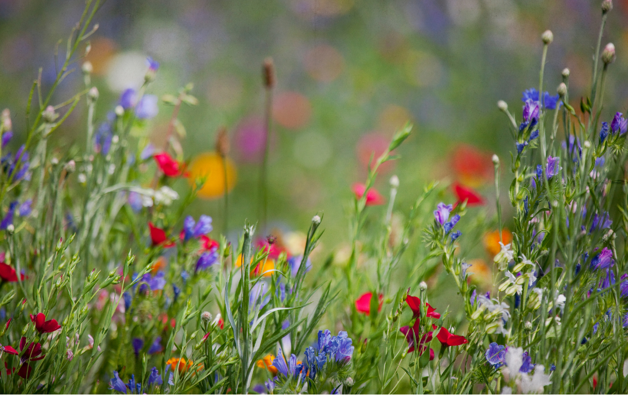 Devon field of colourful wildflowers with a blurred background